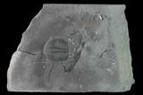 Partial Elrathia Trilobite Fossil - Utah - House Range #139538-1